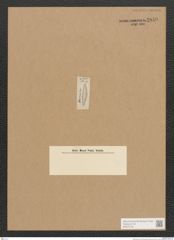 Diatomeae indet. Zeichnungen Sammlung Grunow Nr. 2840 (NHMW-BOT-W0370154)